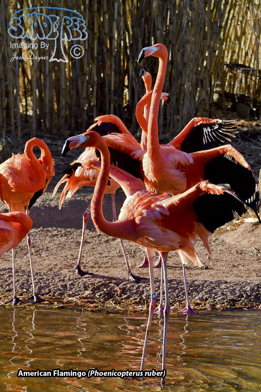American Flamingo - Phoenicopterus ruber