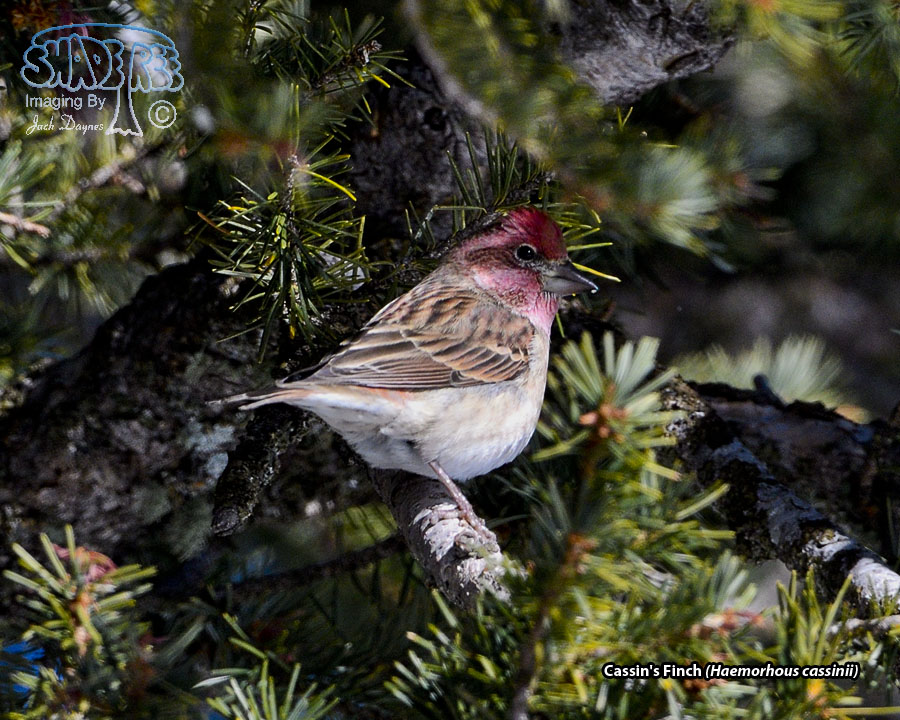 Cassin's Finch - Haemorhous cassinii