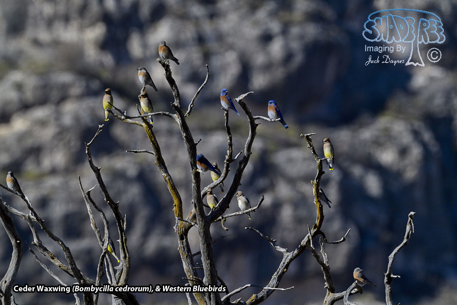 Cedar Waxwing - Bombycilla cedrorum