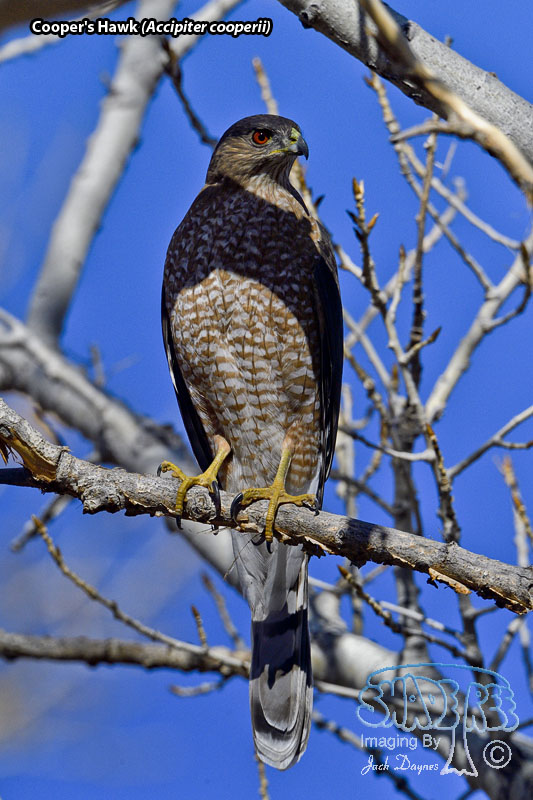 Cooper's Hawk - Accipiter cooperii