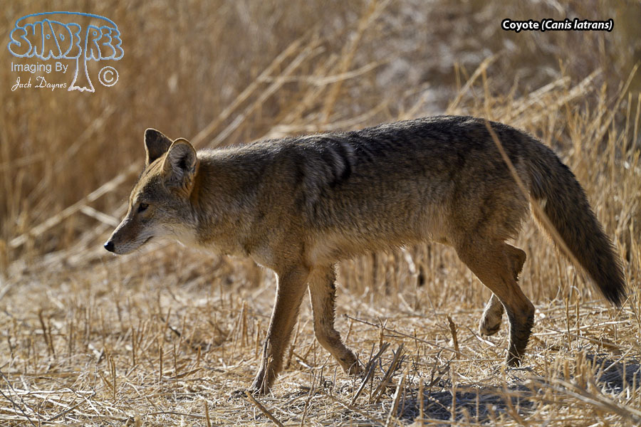 Coyote - Canis latrans