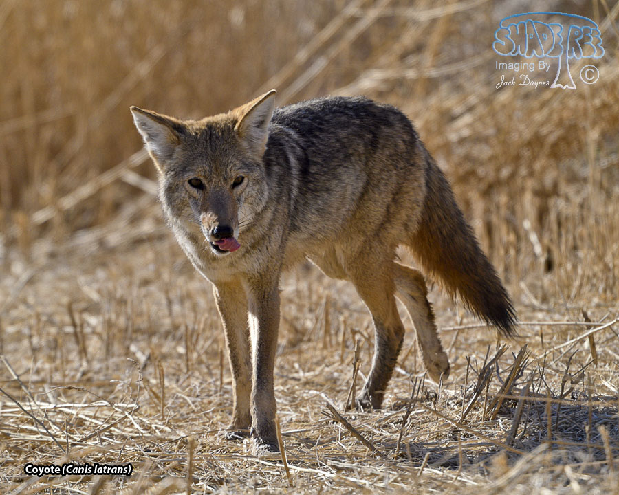 Coyote - Canis latrans