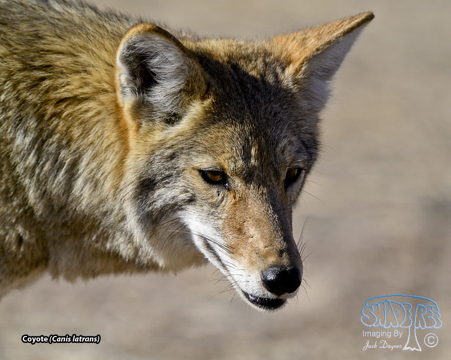 Coyote - Canis latrans