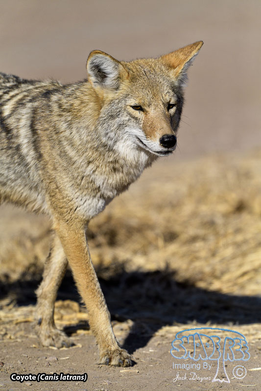 Coyote - Canis latrans