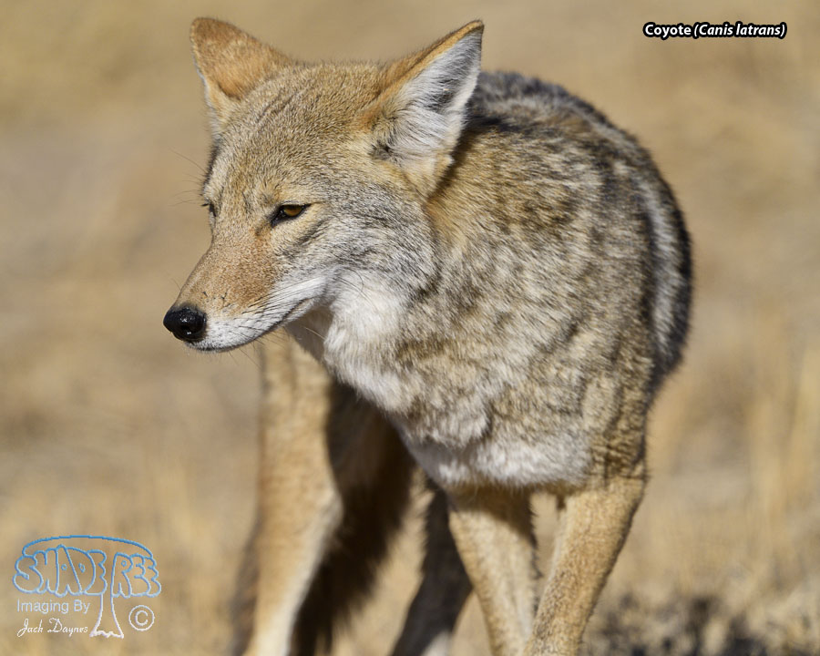 Coyote - Canis latrans