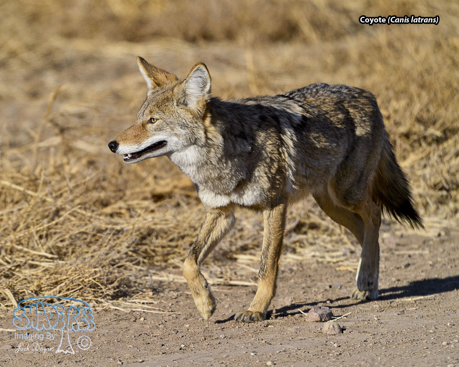 Coyote - Canis latrans