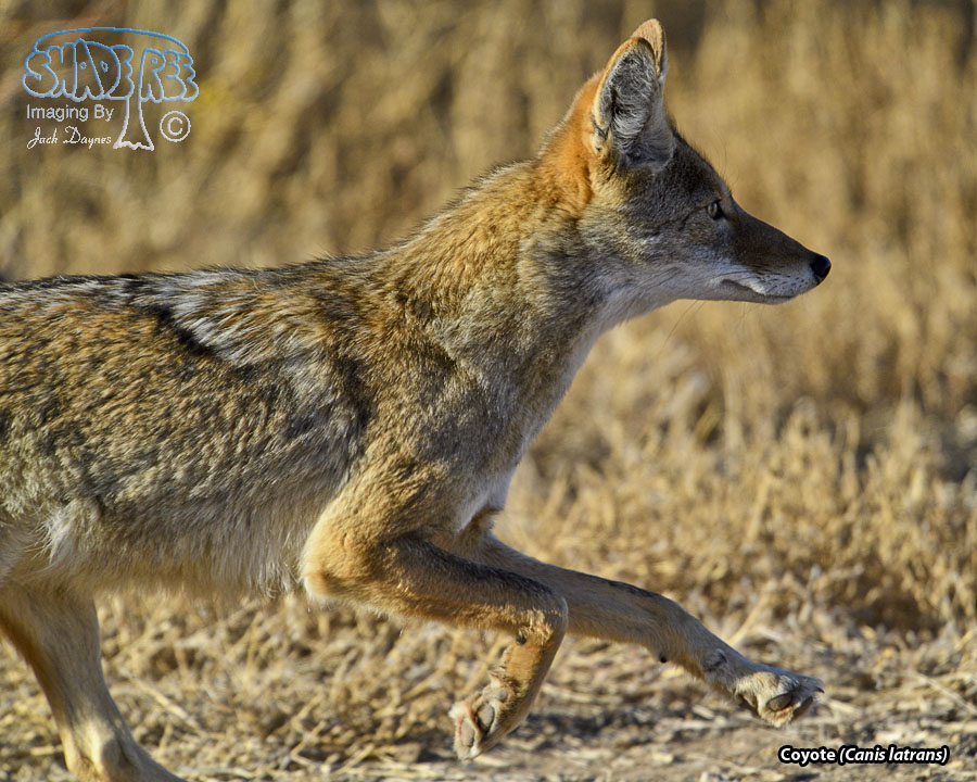 Coyote - Canis latrans