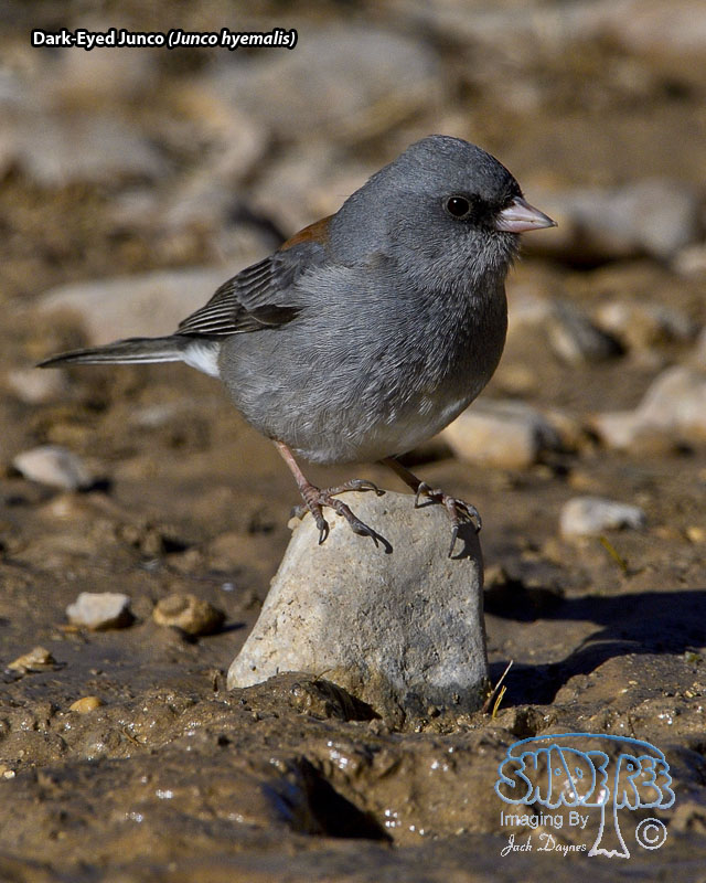 Dark-Eyed Junco - Junco hyemalis