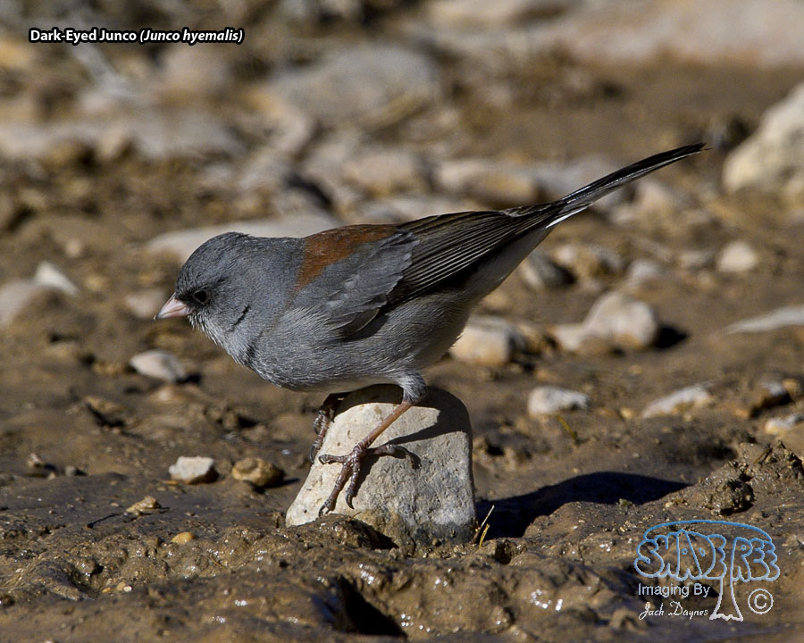 Dark-Eyed Junco - Junco hyemalis