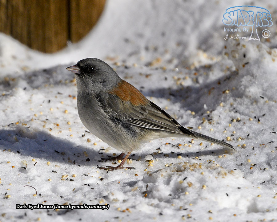 Dark-Eyed Junco - Junco hyemalis