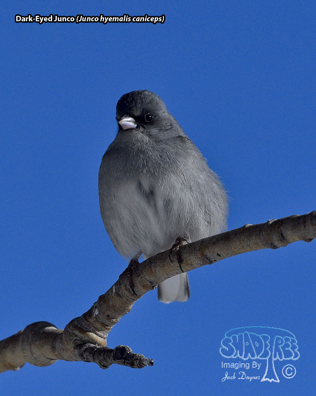 Dark-Eyed Junco - Junco hyemalis