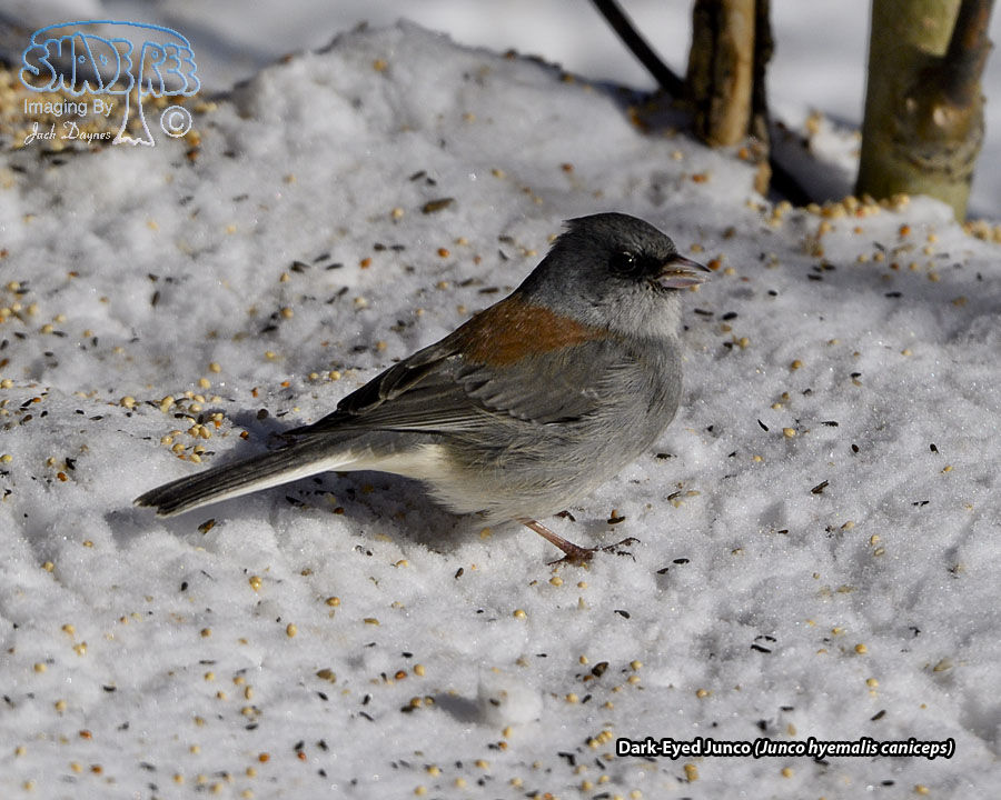 Dark-Eyed Junco - Junco hyemalis