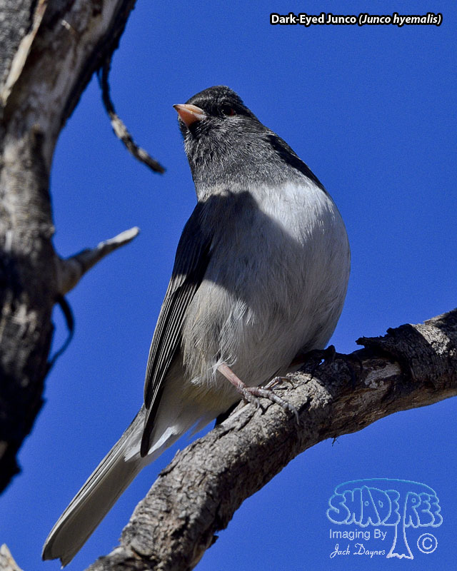 Dark-Eyed Junco - Junco hyemalis
