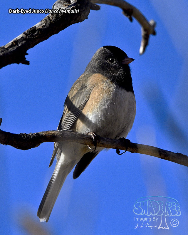 Dark-Eyed Junco - Junco hyemalis