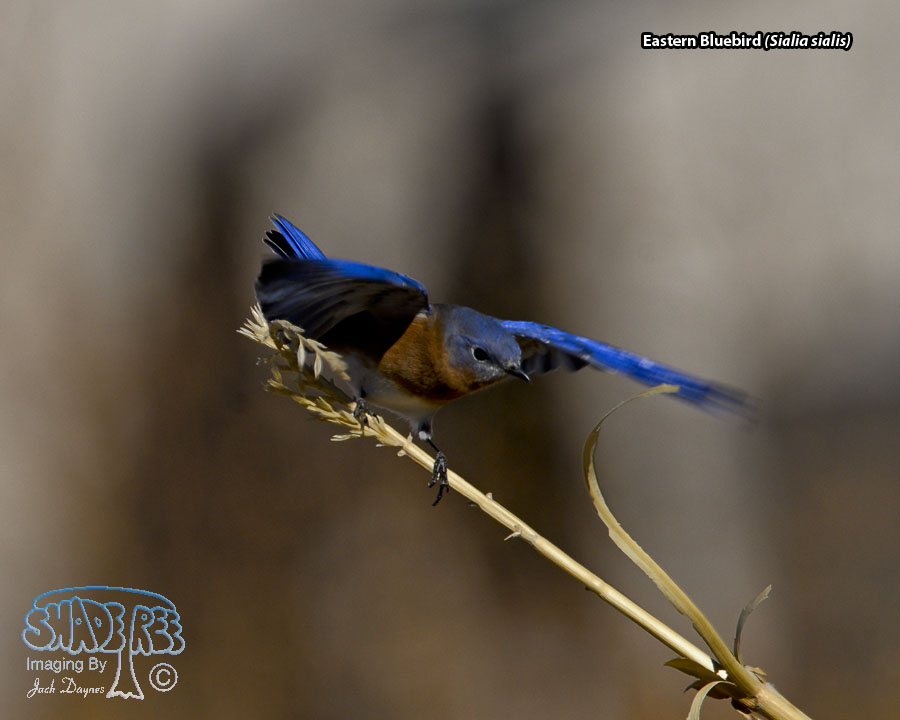 Eastern Bluebird - Sialia sialis
