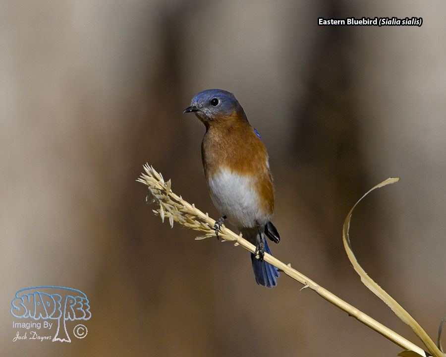 Eastern Bluebird - Sialia sialis