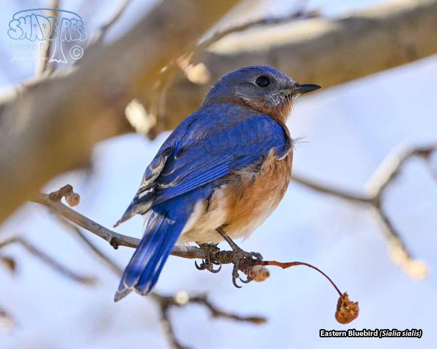 Eastern Bluebird - Sialia sialis