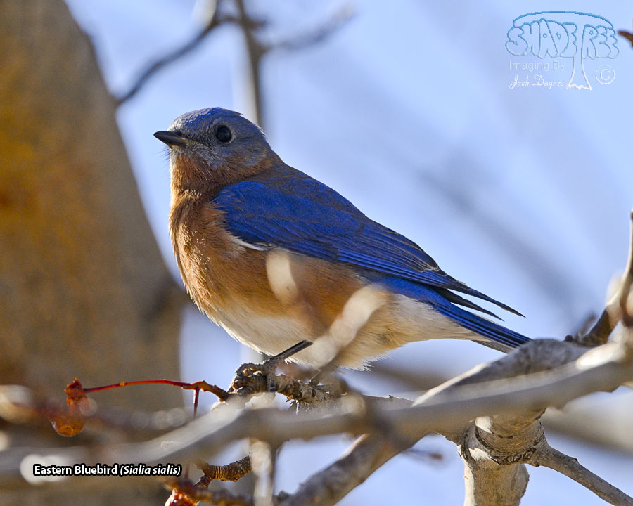 Eastern Bluebird - Sialia sialis