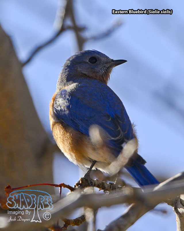 Eastern Bluebird - Sialia sialis