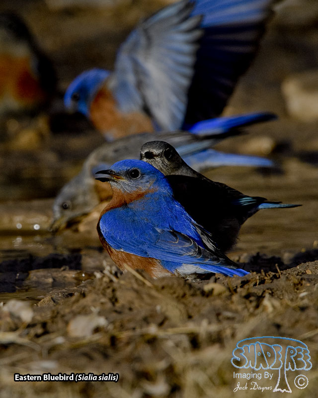 Eastern Bluebird - Sialia sialis