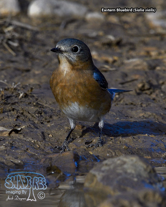 Eastern Bluebird - Sialia sialis