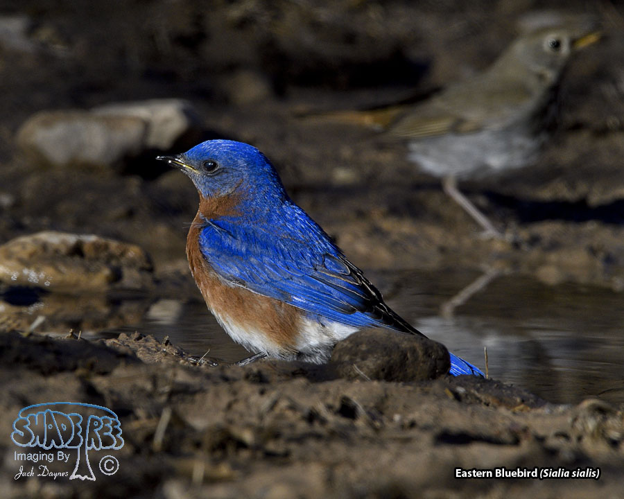 Eastern Bluebird - Sialia sialis