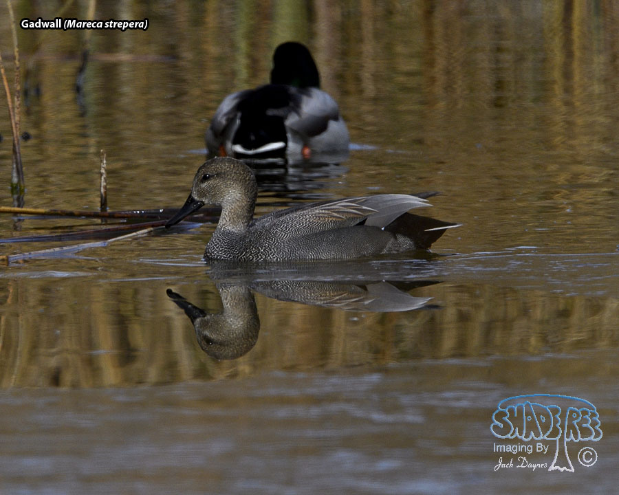 Gadwall - Mareca strepera