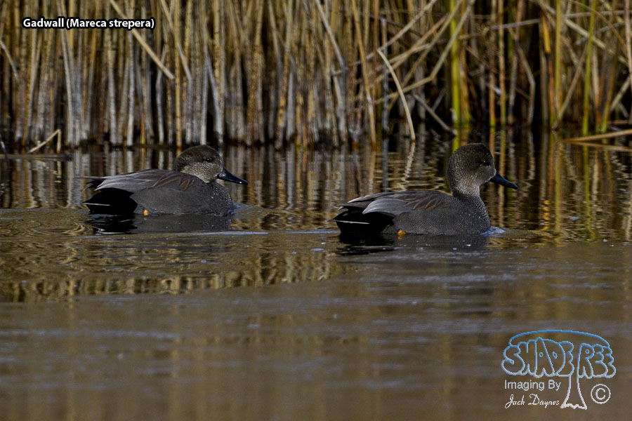 Gadwall - Mareca strepera