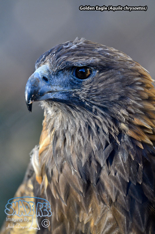 Golden Eagle - Aquila chrysaetos