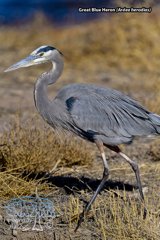 Great Blue Heron - Ardea herodias