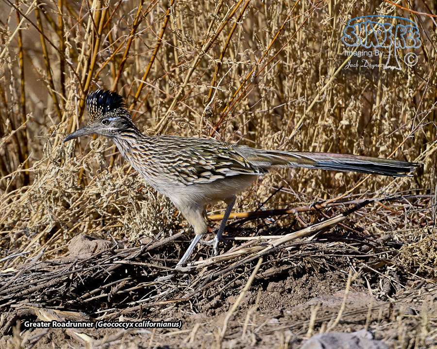 Greater Roadrunner - Geococcyx californianus