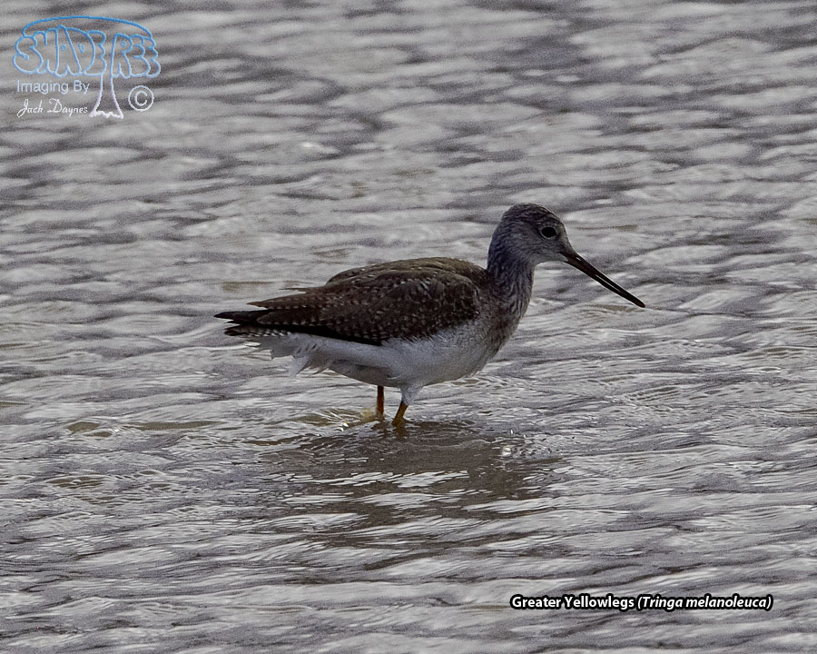 Greater Yellowlegs - Tringa melanoleuca