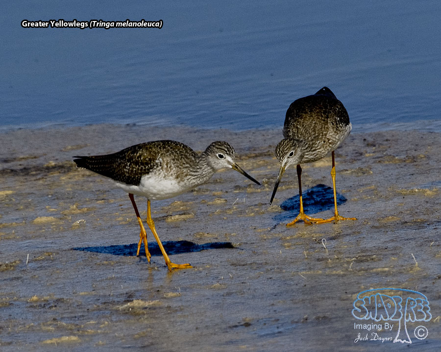 Greater Yellowlegs - Tringa melanoleuca