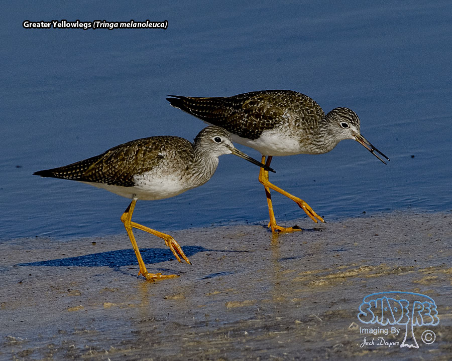 Greater Yellowlegs - Tringa melanoleuca