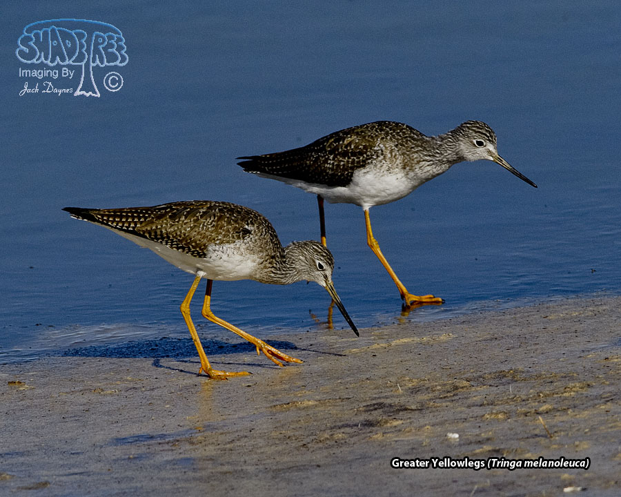 Greater Yellowlegs - Tringa melanoleuca