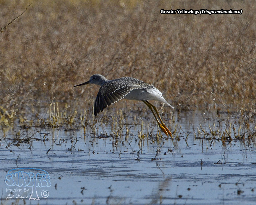 Greater Yellowlegs - Tringa melanoleuca