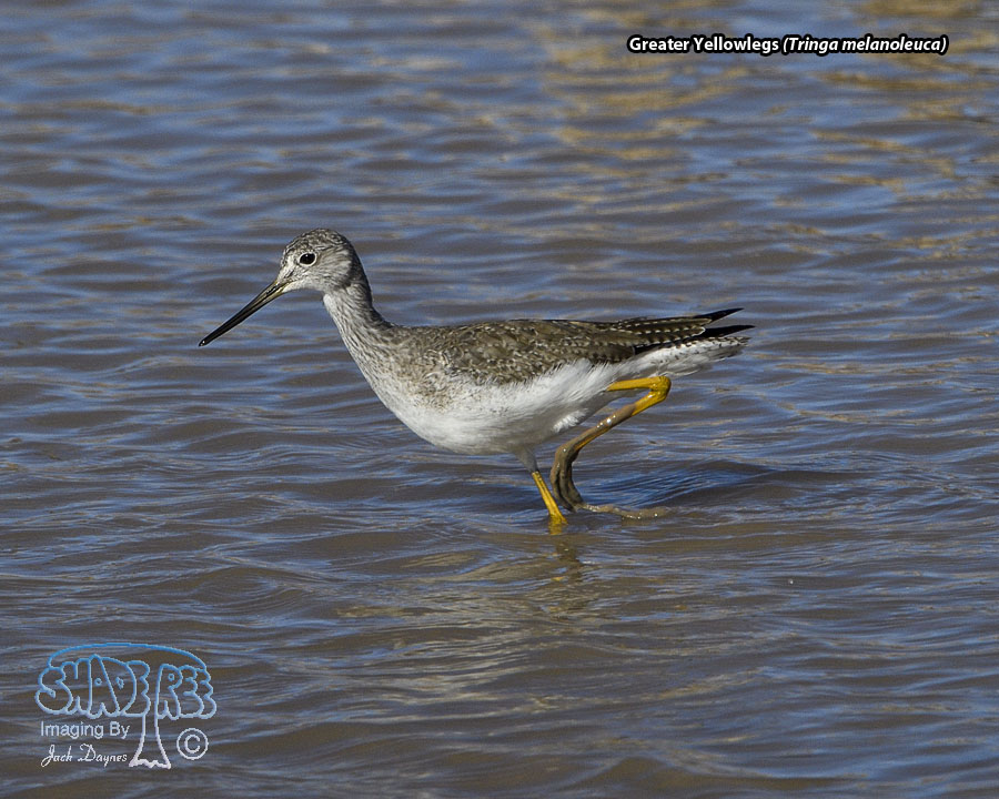 Greater Yellowlegs - Tringa melanoleuca