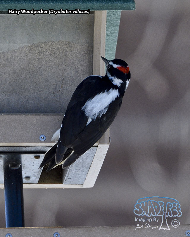Hairy Woodpecker - Dryobates villosus