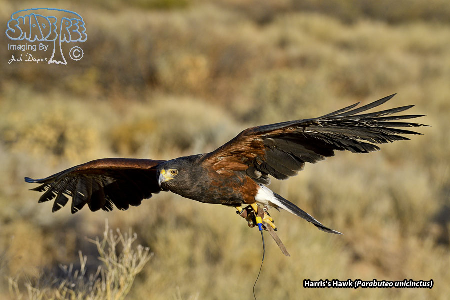 Harris's Hawk - Parabuteo unicinctus