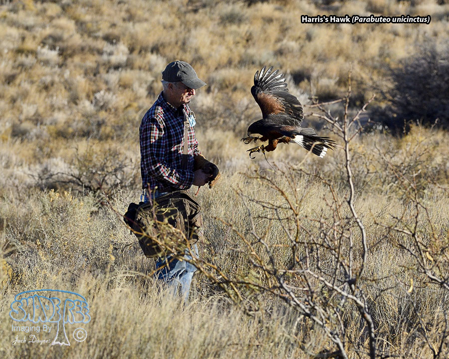 Harris's Hawk - Parabuteo unicinctus