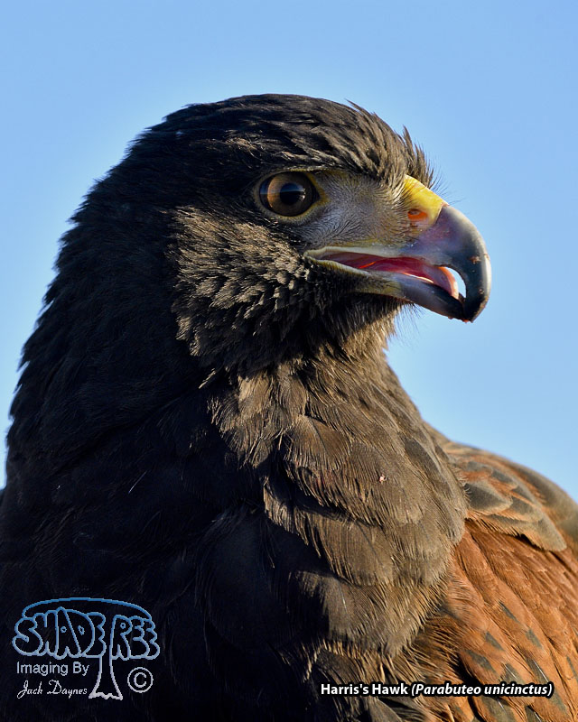 Harris's Hawk - Parabuteo unicinctus