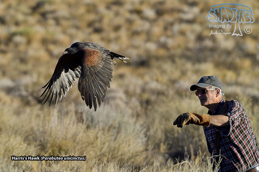 Harris's Hawk - Parabuteo unicinctus