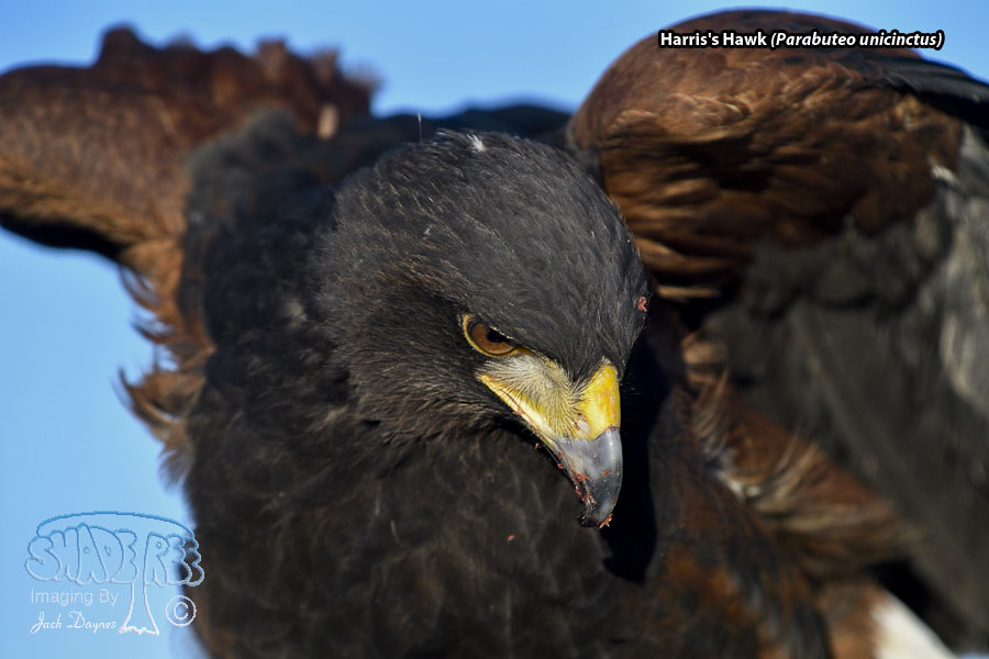 Harris's Hawk - Parabuteo unicinctus