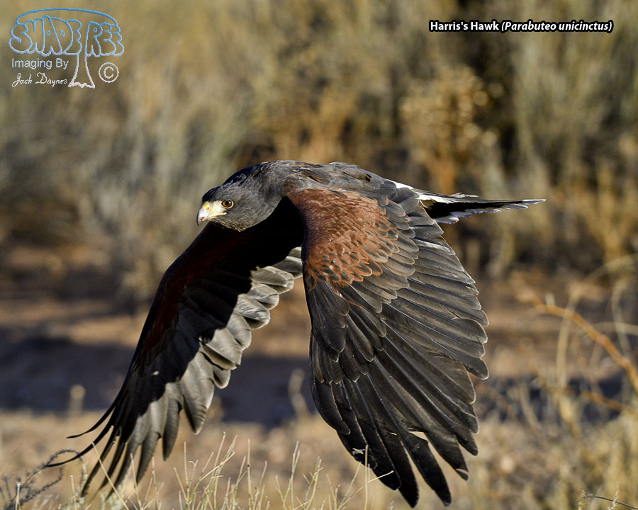 Harris's Hawk - Parabuteo unicinctus