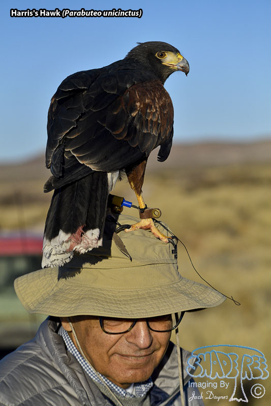 Harris's Hawk - Parabuteo unicinctus