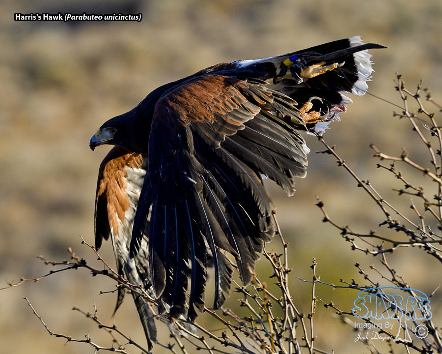 Harris's Hawk - Parabuteo unicinctus