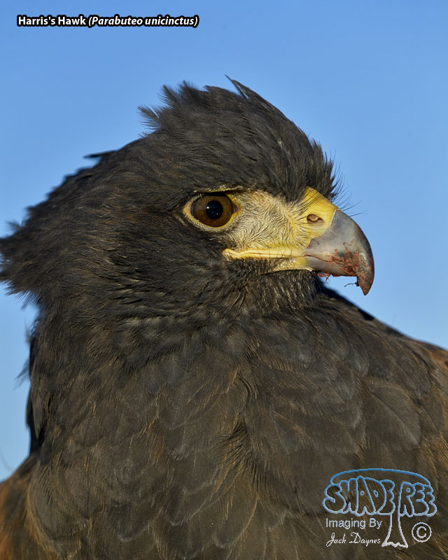 Harris's Hawk - Parabuteo unicinctus