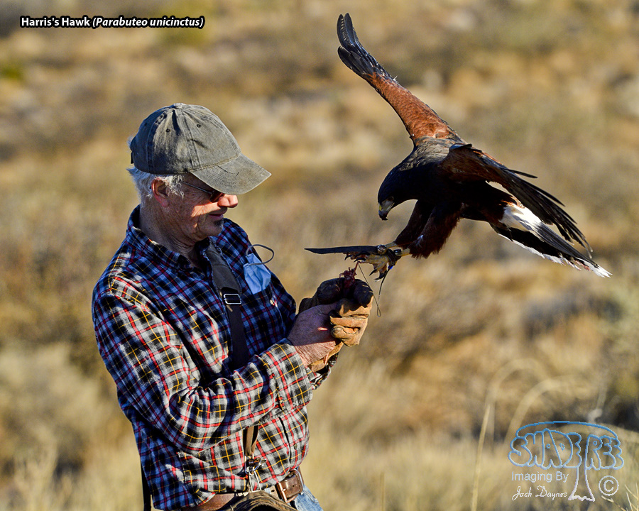 Harris's Hawk - Parabuteo unicinctus