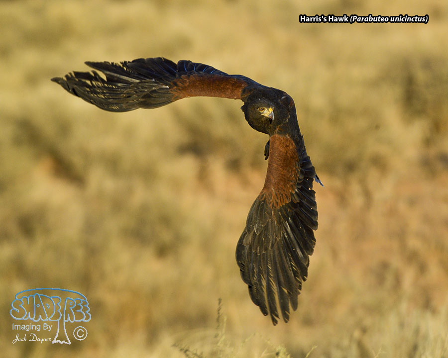 Harris's Hawk - Parabuteo unicinctus