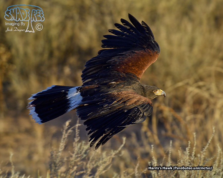 Harris's Hawk - Parabuteo unicinctus